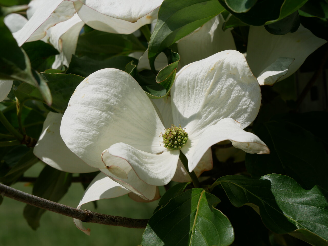 Cornus VENUS ('KN30 8') | Cornus VENUS ('KN30 8') - Van den Berk